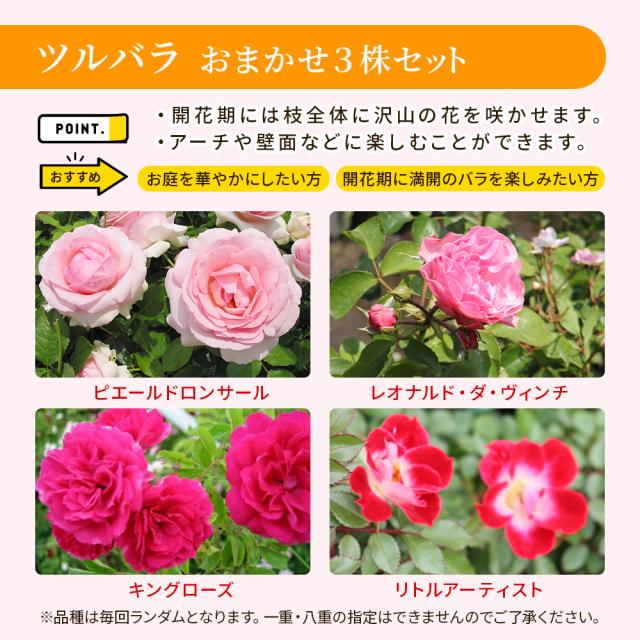 バラの福箱セット