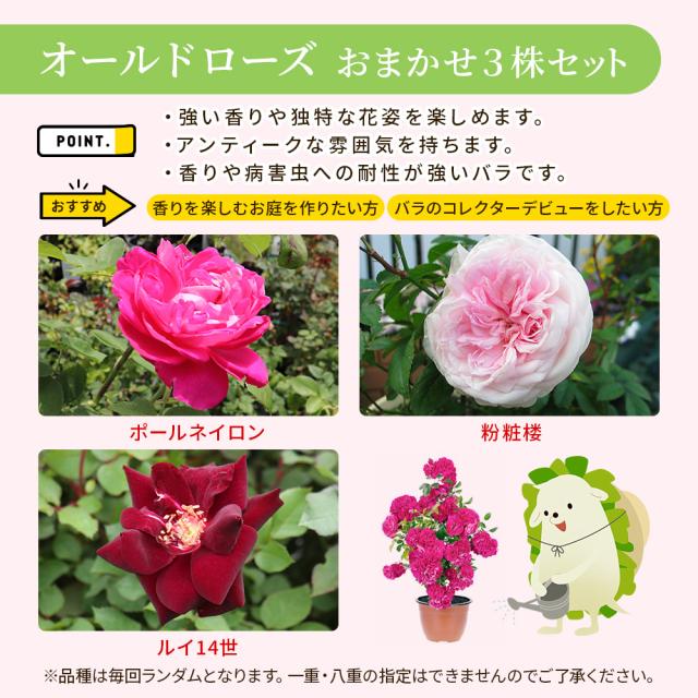 バラの福箱セット