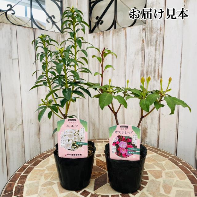 カルミア 10.5cm ポット 苗 オスボレッド エルフ