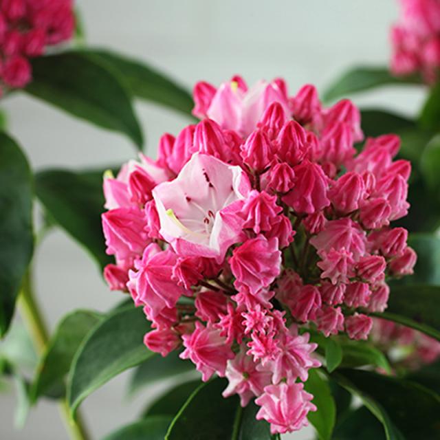 カルミア 10.5cm ポット 苗 オスボレッド エルフ