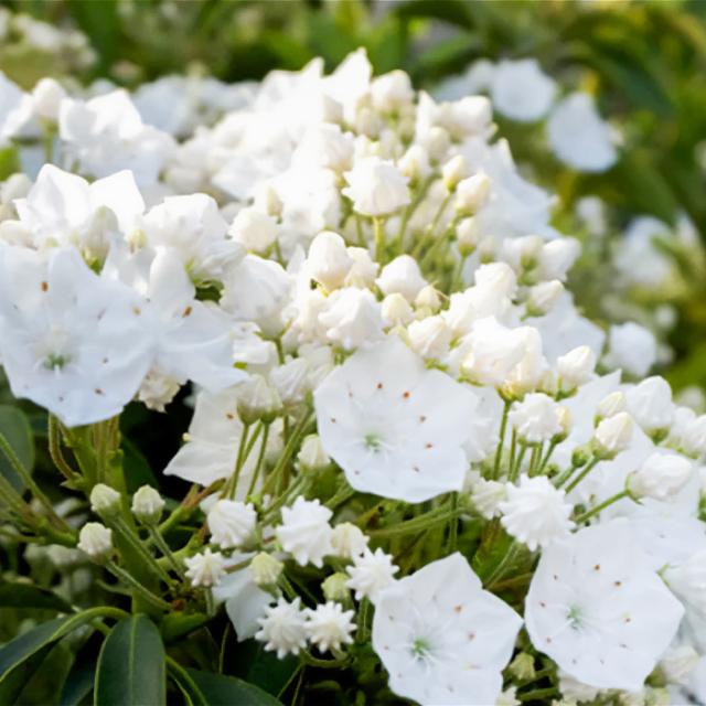 カルミア 10.5cm ポット 苗 オスボレッド エルフ