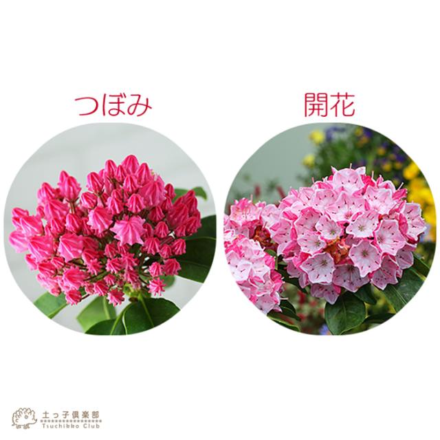 カルミア 10.5cm ポット 苗 オスボレッド エルフ