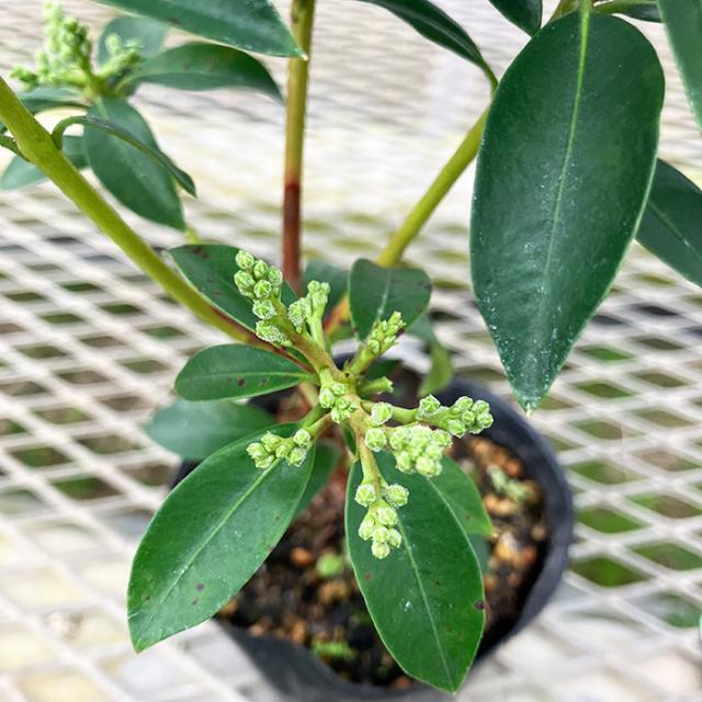 カルミア 10.5cm ポット 苗 オスボレッド エルフ