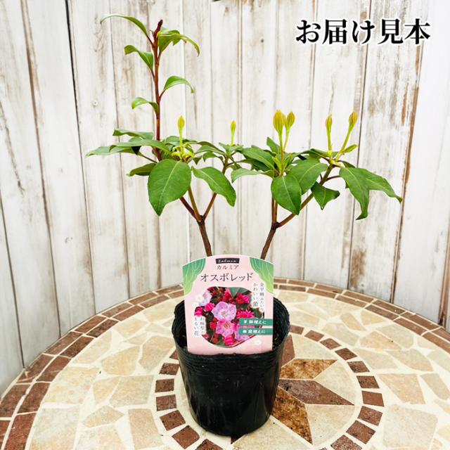 カルミア 10.5cm ポット 苗 オスボレッド エルフ