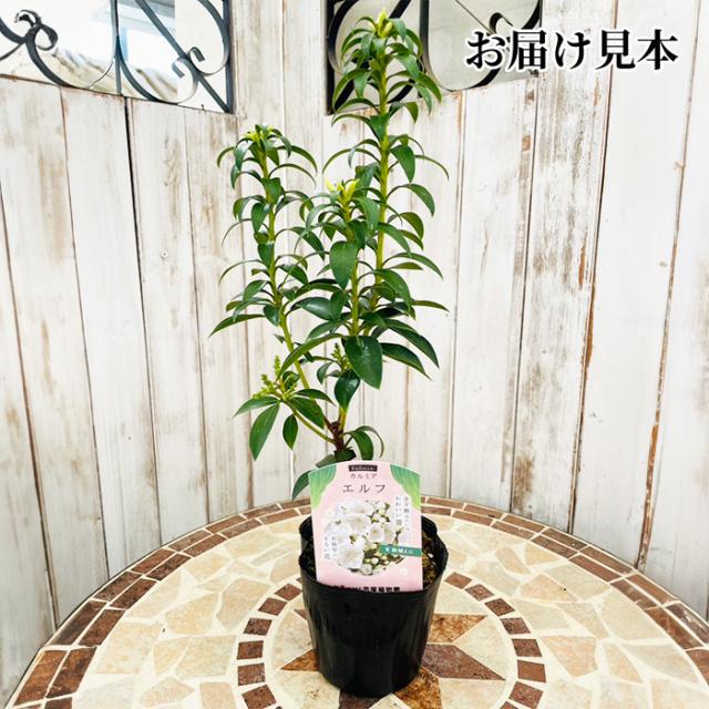 カルミア 10.5cm ポット 苗 オスボレッド エルフ