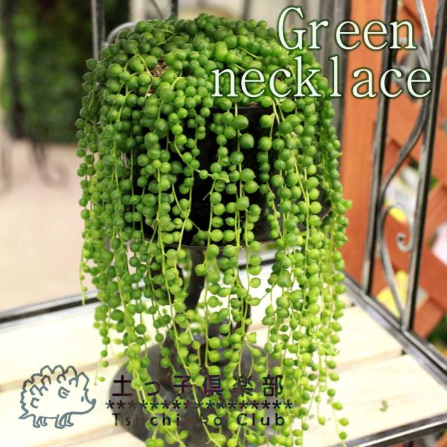 グリーンネックレス 7.5cmポット苗