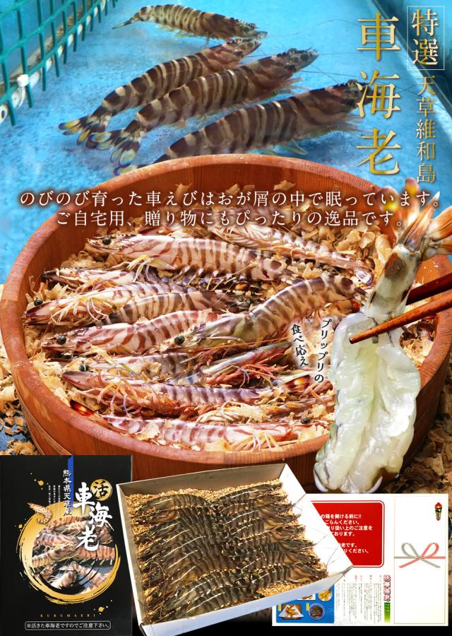 車海老 車えび 養殖場直送 天草 通販 2kg 活 熊本県産 生き活き 獲れたて Namasteindiatravel Com