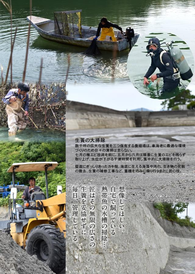 えび 車海老 おうち時間グルメ 特大3l 活車えび 2kg 約32 40尾 車エビ クルマエビの本場 全てのアイテム 熊本県天草 活き車海老 生 養殖場 生き えび 車海老 おうち時間グルメ 特大3l 活車えび 2kg 約32 40尾 車エビ クルマエビの本場 全てのアイテム 熊本県天草 活き車海老 生 養殖場 生き