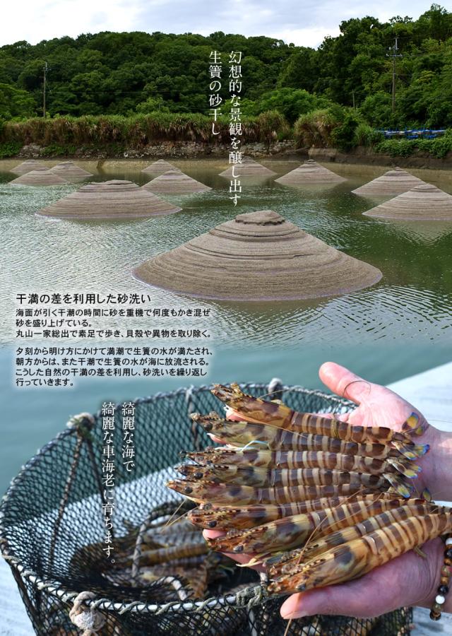 在庫限り 12 10以降出荷分 予約販売 エビ 特大 車海老 活 天草 3l 尾 匠の車えび 刺身用 熊本県産 生き 活き クルマエビ 人気 ギフトお歳暮 在庫残りわずか Fcrtt Org