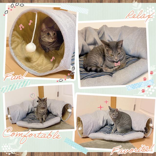 遊ぶペットの画像