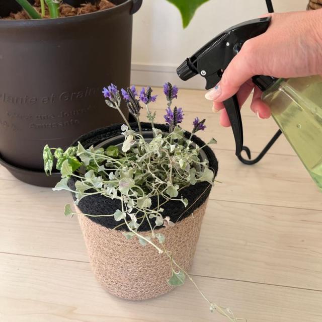 ジュート鉢カバーLサイズ使用例