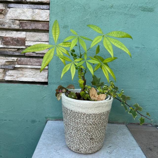 ジュート鉢カバー使用例ミニ観葉植物