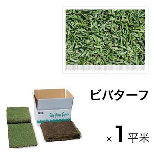 西洋芝