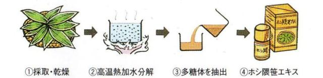 ホシ隈笹の製造方法