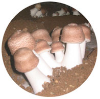 姫マツタケ写真