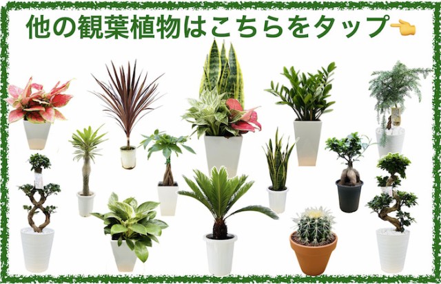 観葉植物 黄金昇り竜 シマナンヨウスギ アローカリア 8号鉢 盆栽