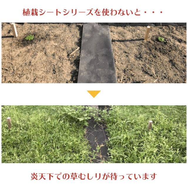 クラピア専用シートを使った場合のクラピアK7のその後