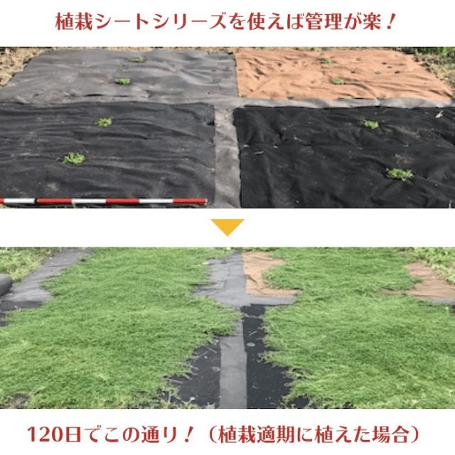 クラピア専用シートを使った場合のクラピアK7の成長過程