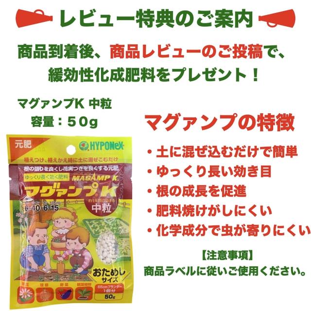 観葉植物レビュー