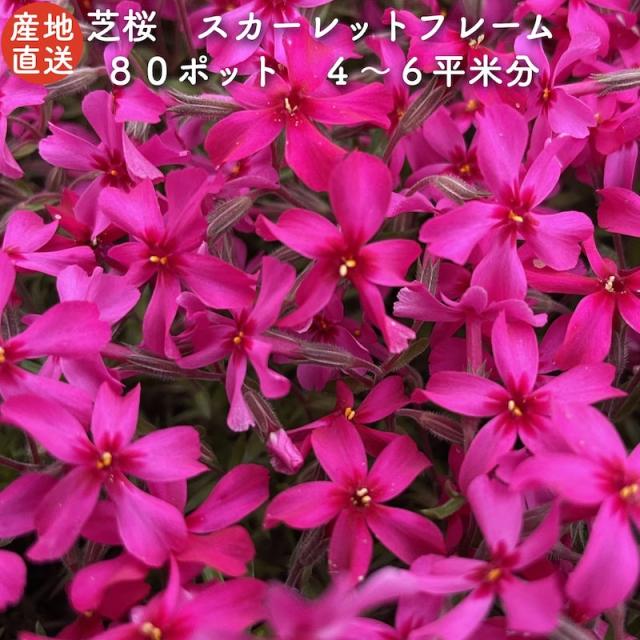 スカーレットフレーム