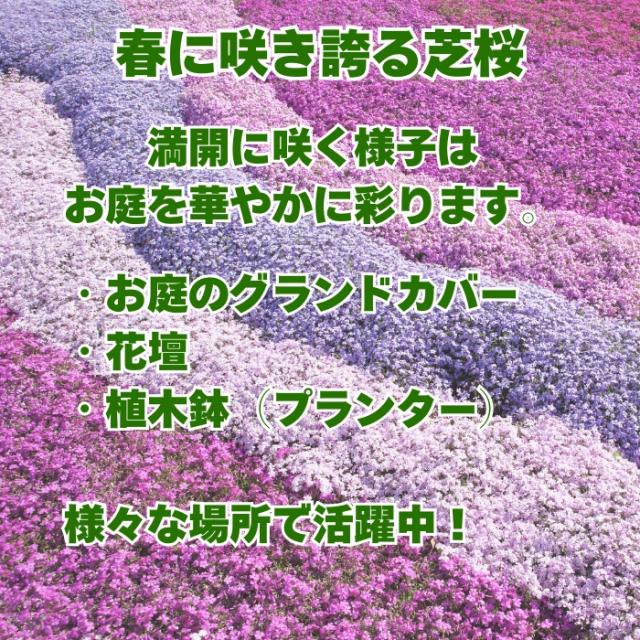 春に咲き誇る芝桜
