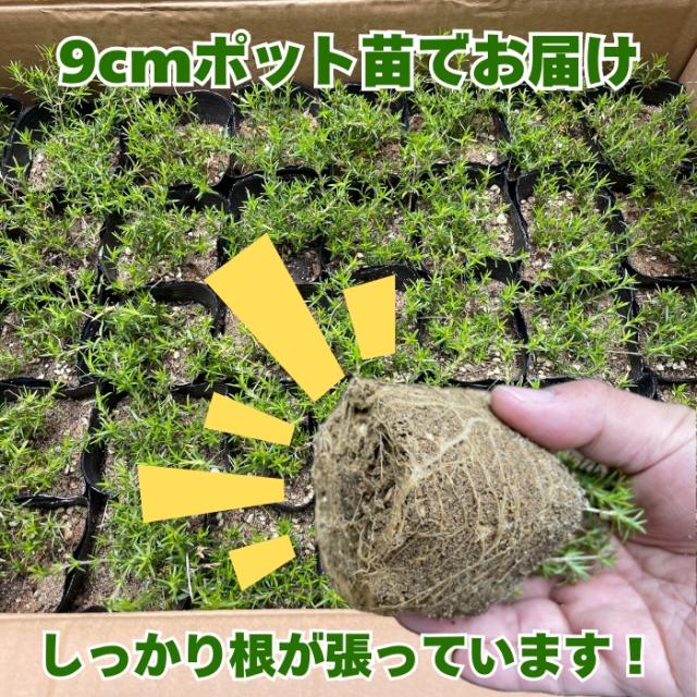 9cmポット苗と梱包の様子