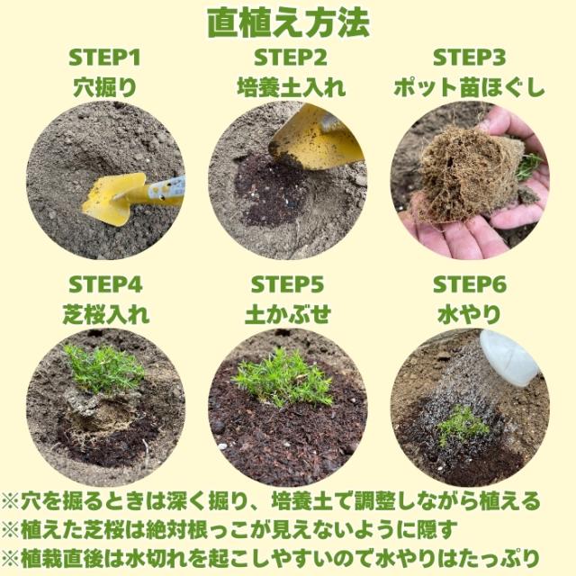 芝桜の植え方（直植え）