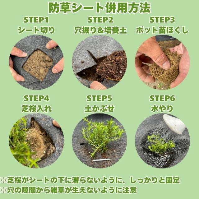 芝桜の植え方（シート併用）