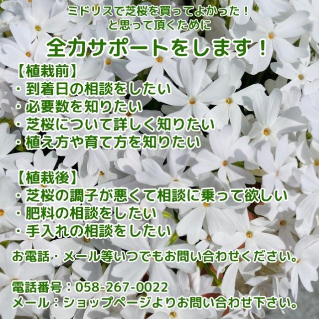 芝桜のサポート