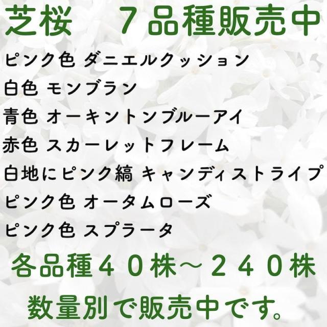 芝桜のラインナップ