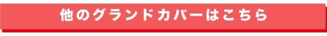 他のおすすめグランドカバー