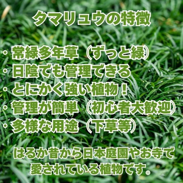 タマリュウの特徴