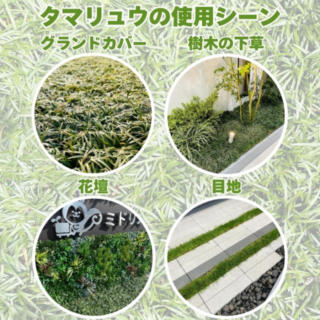 タマリュウの使用シーン