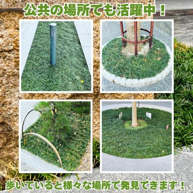 タマリュウの活躍シーン