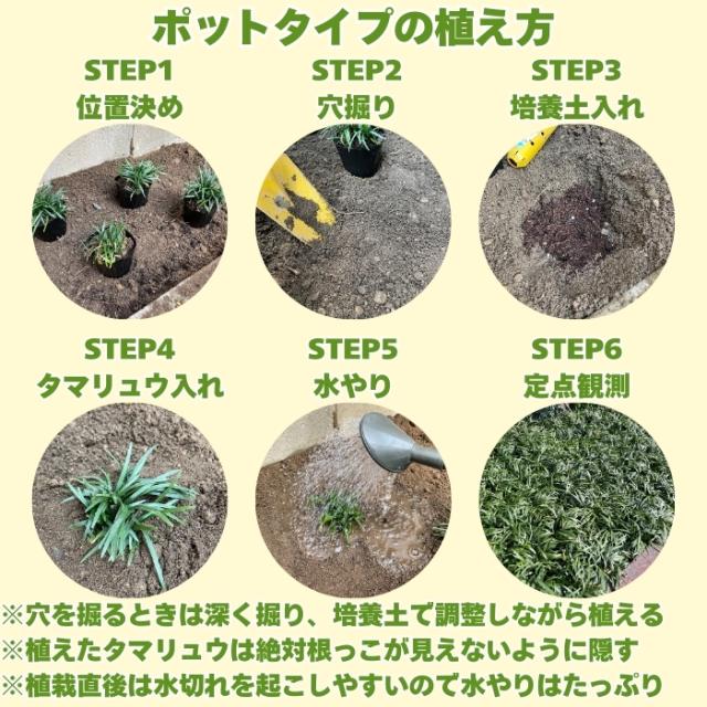 タマリュウポットタイプの植え方