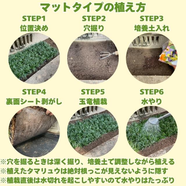 タマリュウマットタイプの植え方