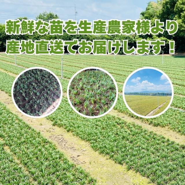 お届けするタマリュウの品質