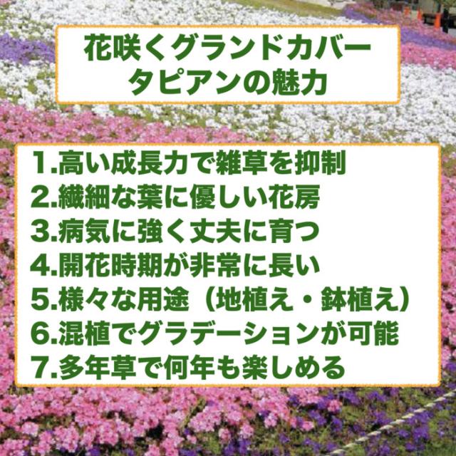 タピアンの魅力