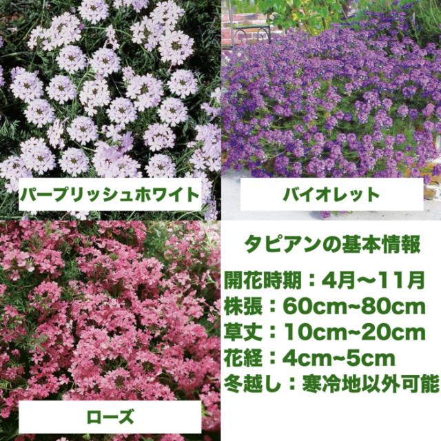 タピアンの種類（品種の違い）