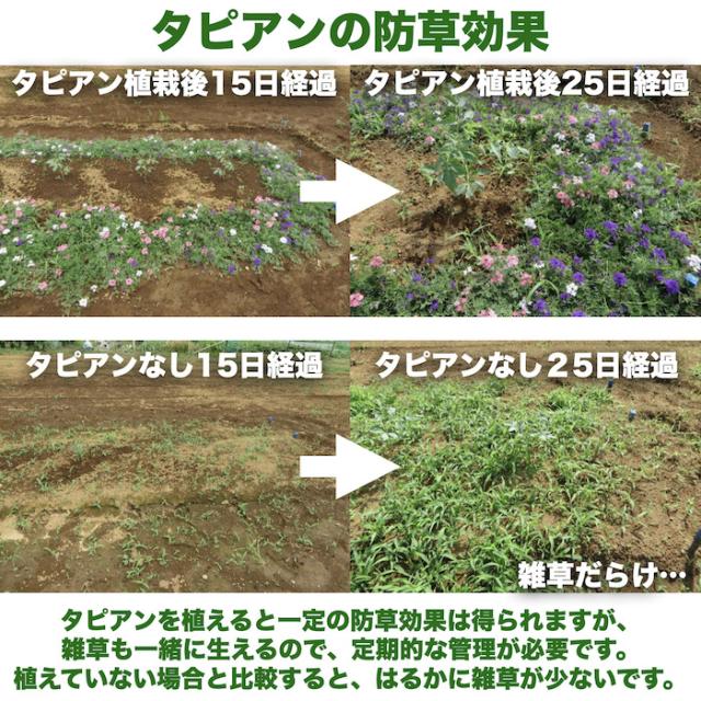 タピアンの防草効果