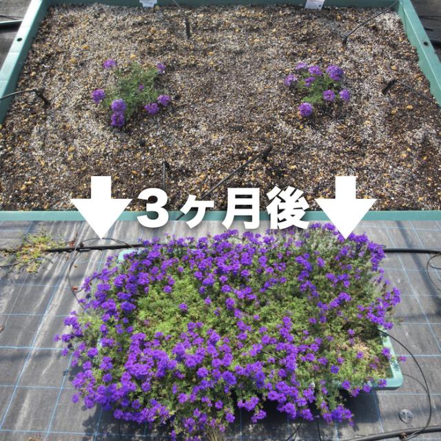 タピアンの成長スピード