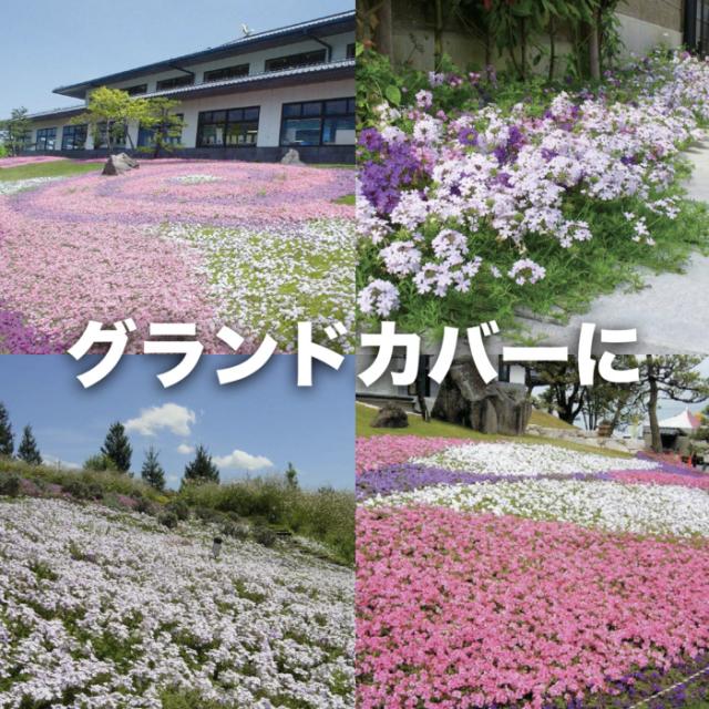 タピアンの使用シーン：グランドカバー