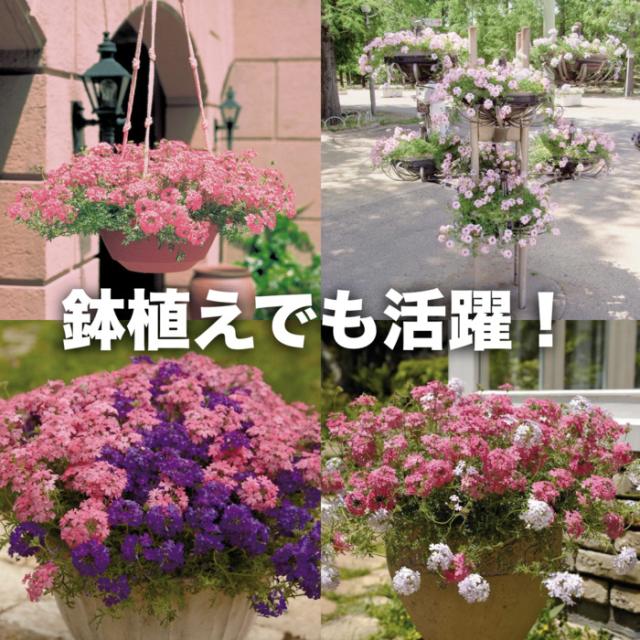 タピアンの使用シーン：鉢植え
