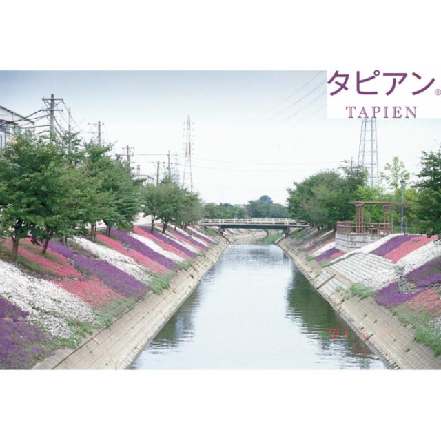 タピアンの写真