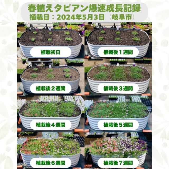 春植えタピアンの成長記録