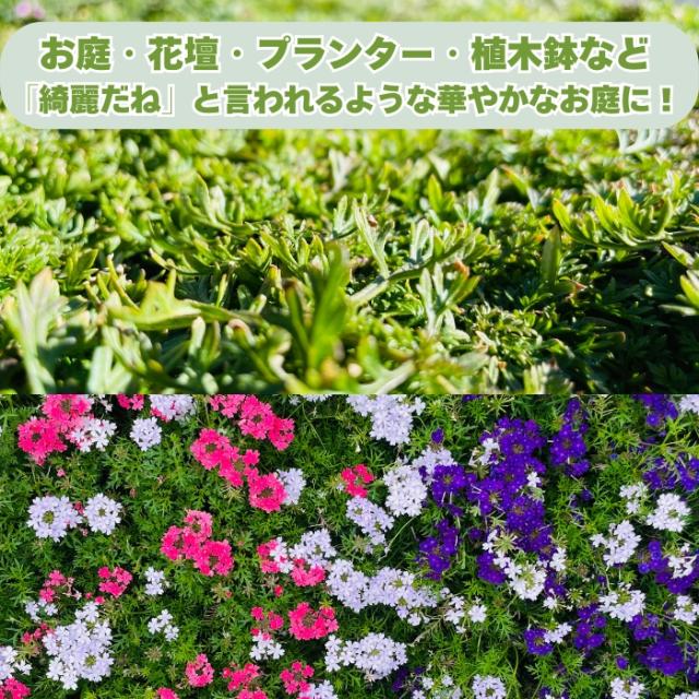 タピアンを植えると実現すること
