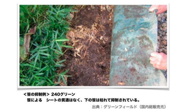 ザバーンの使用例　笹の貫通を防ぐ効果