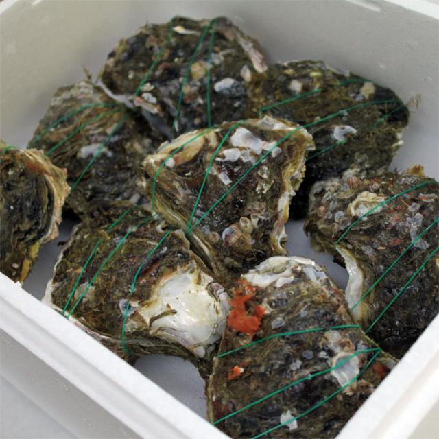 日本海産 天然岩牡蠣