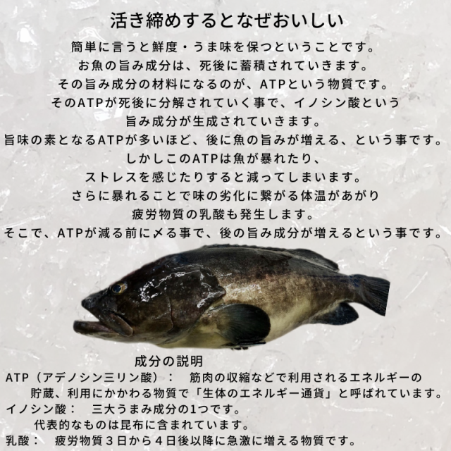 在庫処分特価 クエ 本 くえ 活じめ 養殖 約3 5kg前後 刺身用 高級魚 産地直送 高級料理店 高級居酒屋 こだわりの店などでお使い シニアファッション Www Bnooon Com