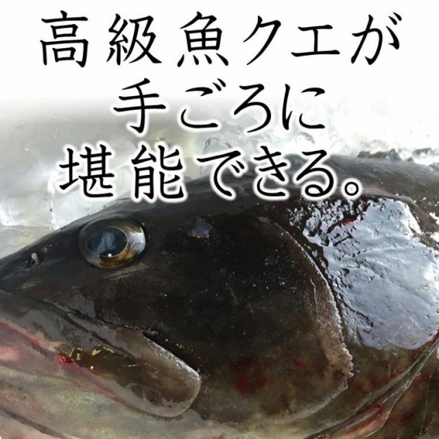 在庫処分特価 クエ 本 くえ 活じめ 養殖 約3 5kg前後 刺身用 高級魚 産地直送 高級料理店 高級居酒屋 こだわりの店などでお使い シニアファッション Www Bnooon Com